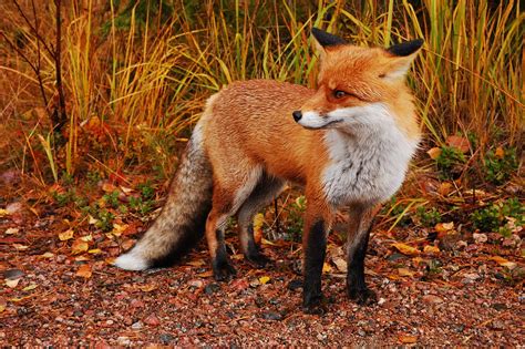 olx red fox|red fox .